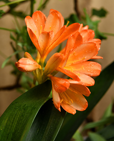 Clivia miniata, Natal lily or bush lily, species of flowering plant in genus Clivia of family Amaryllidaceae