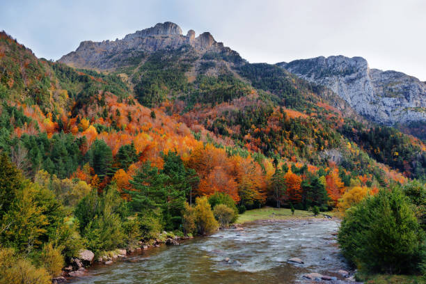 istock Gorgeous forest in Hecho Valley, Aragonese pyrenees, Huesca province, Spain 1316025613