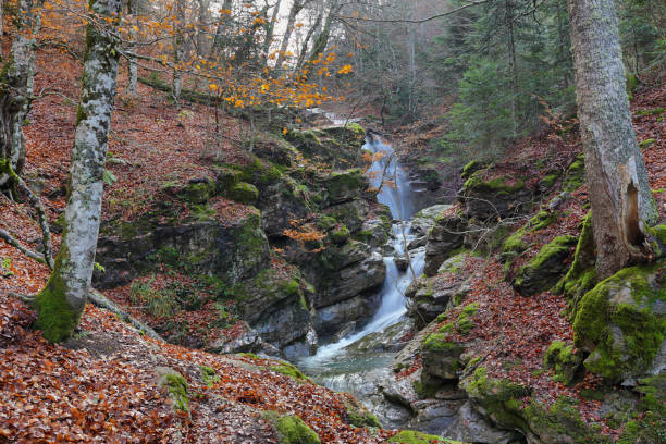 istock Gorgeous forest in Gamueta forest, Aragonese pyrenees, Huesca province, Spain 1316025621