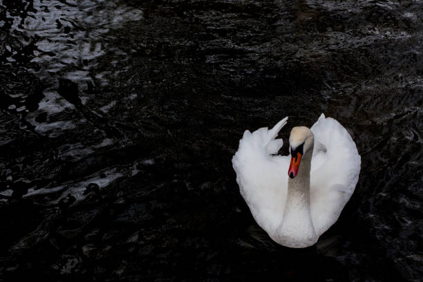 istock White Swan swimming on a Black Lake 1316029148