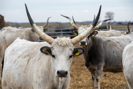 The grey cattle is a traditional cattle in the Nationalpark  Neusiedlersee in Burgenland Austria, with a special quality of beef.
