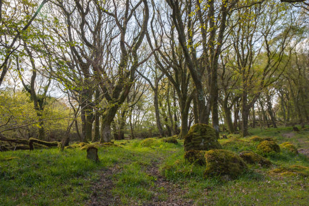 istock Ty Canol woods, Pembrokeshire, Wales, UK 1316030728