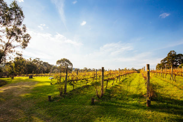 istock Yarra Valley Vineyard in Australia 1316030739