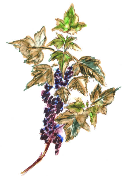 istock drawing a branch of black currant with leaves and berries 1316032209