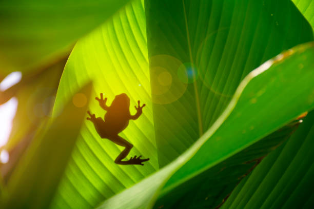 バナナの葉を横切るカエルの影、選択的な焦点 - 小型のカエル ストックフォトと画像
