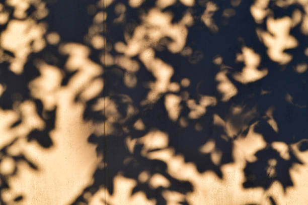 istock Abstract leaves shadow background with light bokeh  natural leaves tree branch falling on white wall texture for background 1316033230