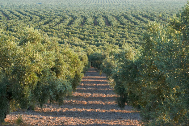 oliveti destinati alla produzione di olio d'oliva a puente genil, provincia di cordova. spagna - oliveto foto e immagini stock