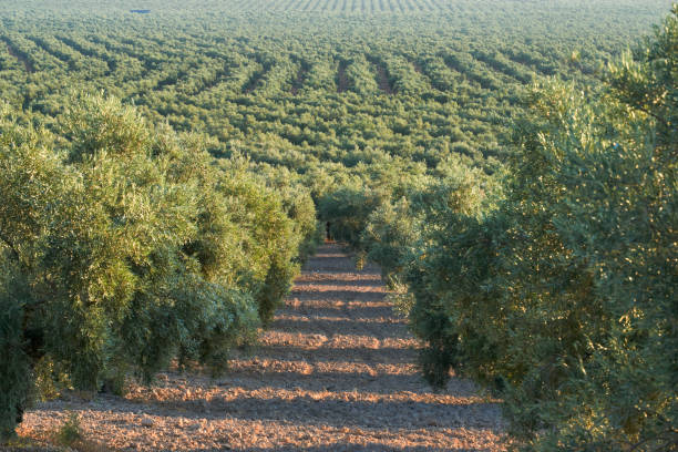 olive groves destined for the production of olive oil in Puente Genil, Cordoba province. Spain olive groves destined for the production of olive oil in Puente Genil, Cordoba. Spain olive orchard stock pictures, royalty-free photos & images