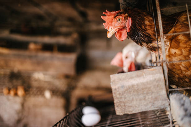 istock Hens and roosters eating  in captivity 1316037188