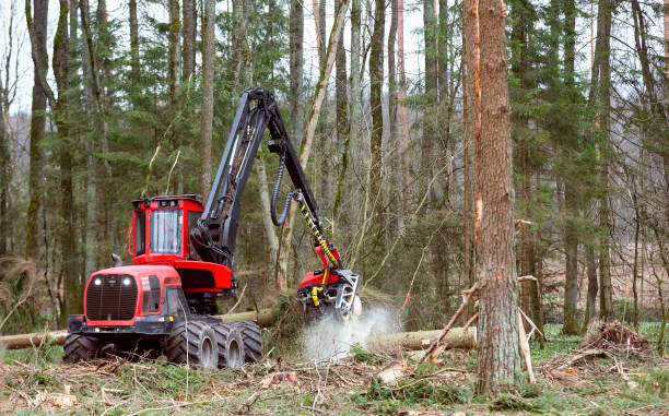 taglio della foresta. mietitrice di legname. taglio della foresta con l'aiuto di una mietitrice. taglio della foresta con l'aiuto di attrezzature speciali - lumber industry forest tree pine foto e immagini stock