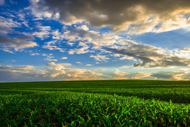 istock Corn plantation. Rural landscape, countryside. 1316037387