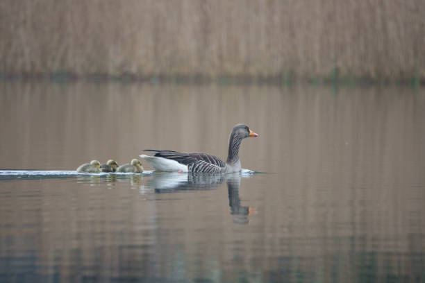 family of geese swims with their children on a lake a family of geese swims with their children on a lake duck family stock pictures, royalty-free photos & images