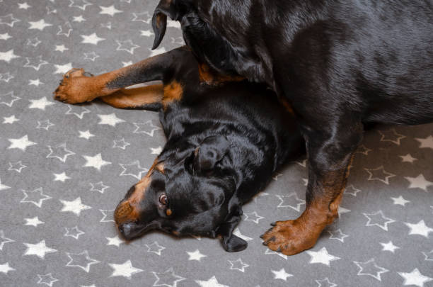 istock Two black dogs on gray fabric with white stars. 1316040781