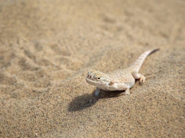 istock Calm desert roundhead lizard on the sand in its natural environment. 1316042827