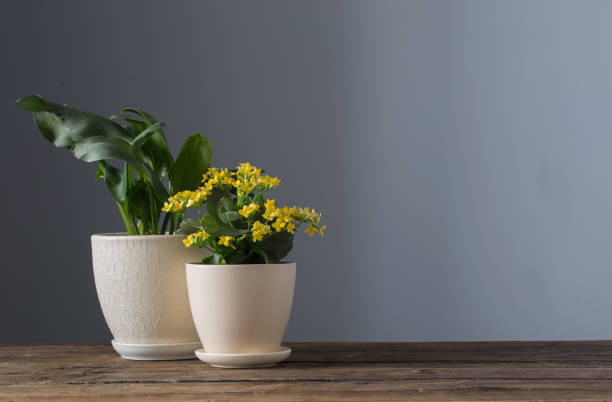 istock home plants in pots on  wooden table on  dark background 1316044523