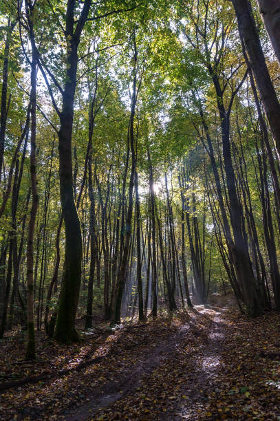 istock Walking through the autumn forest. Sun rays through the trees. 1316045122