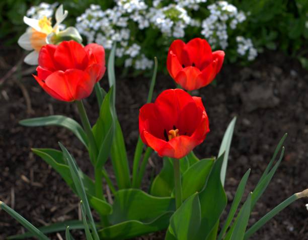 czerwone tulipany w ogrodzie - bedder zdjęcia i obrazy z banku zdjęć