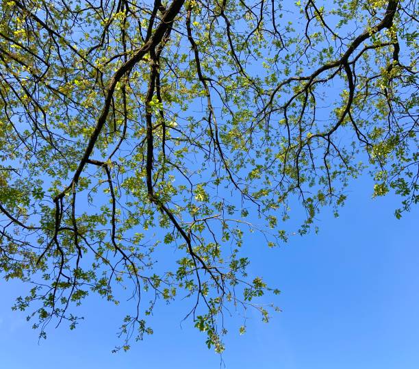 copa da árvore da primavera com céu azul - treetop sky tree tree canopy - fotografias e filmes do acervo