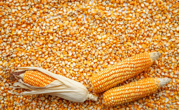 istock Frame of yellow corn and seeds background 1316048621