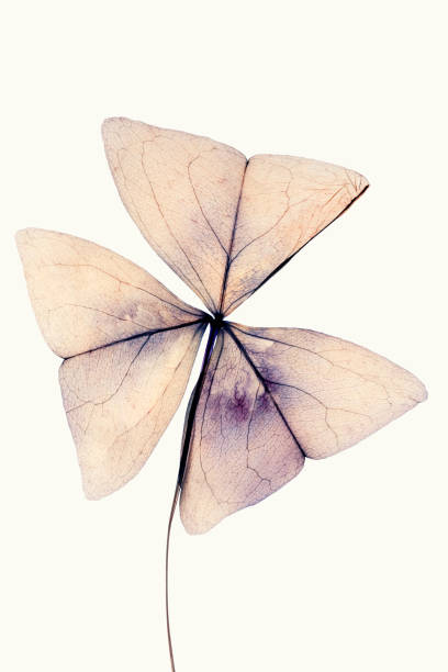 istock dried flowers  flower head - petals  red clover Oxalis triangularis 1316049236