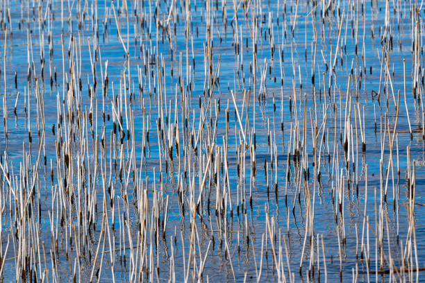 Reedbed in the rain with its reflection in the lake.