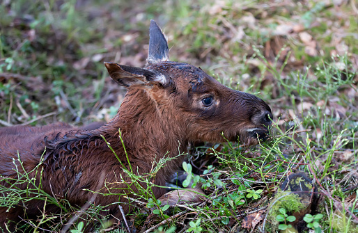 A small elk lies on the grass in the forest, in a natural environment