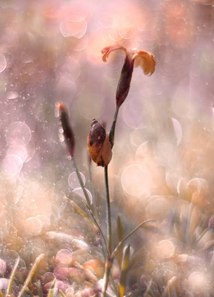 istock Snail on a flowers 1316049761