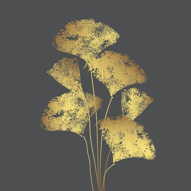 Ginko Biloba tree vector illustration. Ginkgo Biloba branch  leaves vector illustration. Isolated Japanese foliage. Autumn grunge hand painted sketch. Herbal background for health, medicine, spa, wallpaper design. ginkgo tree stock illustrations