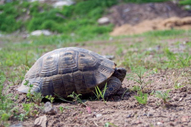 istock turtle wandering in the countryside 1316049933