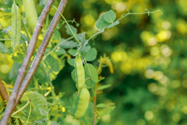 Gardening and agriculture concept. Perfect green fresh ripe organic peas ready to harvesting on branch in garden. Vegan vegetarian home grown food production. Local garden produce clean pea pods concepto de jardinería y agricultura. guisantes orgánicos frescos y maduros perfectos listos para cosechar en rama en jardín. producción vegana vegetariana de alimentos cultivados en casa. jardín local produce vainas de guisantes limpias