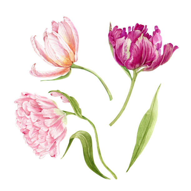 satz von rosa blumen tulpen nah auf einem weißen hintergrund. illustration aquarell von hand bemalt - nature close up backgrounds botany stock-grafiken, -clipart, -cartoons und -symbole