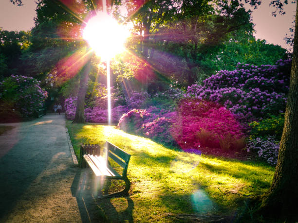 Wooden Bench and Winding Pathway in a Beautiful Formal Garden