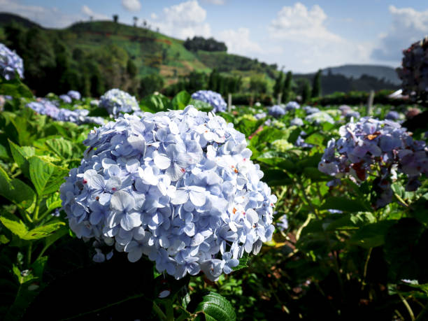 istock Beautiful hydrangea flower blooming in spring and summer garden. 1316051267