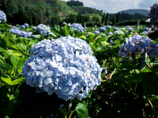 istock Beautiful hydrangea flower blooming in spring and summer garden. 1316051357