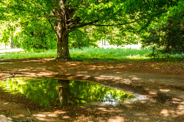 istock Trees and puddle in a public park in Turin (Piedmont, Italy). 1316051990