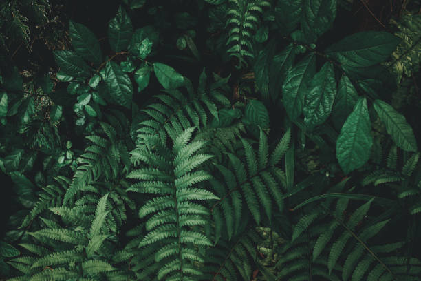 istock Tropical green leaf background, Dark tone theme. 1316052550