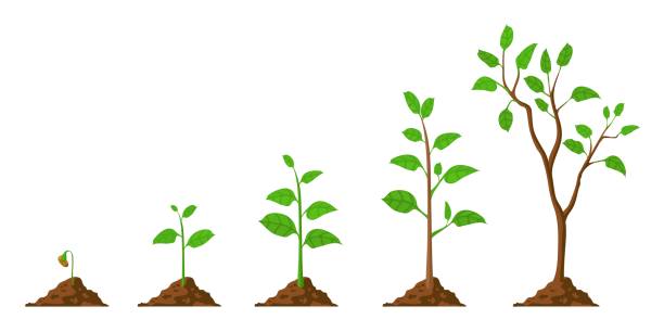 Tree grow. Plant growth from seed to sapling with green leaf. Stages of seedling and growing trees in soil. Gardening process vector concept Tree grow. Plant growth from seed to sapling with green leaf. Stages of seedling and growing trees in soil. Gardening process vector concept. Eco, botanical cultivation, green foliage sapling stock illustrations