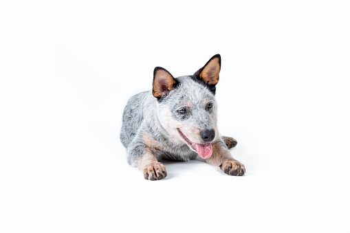 blue heeler or australian cattle dog puppy against white background