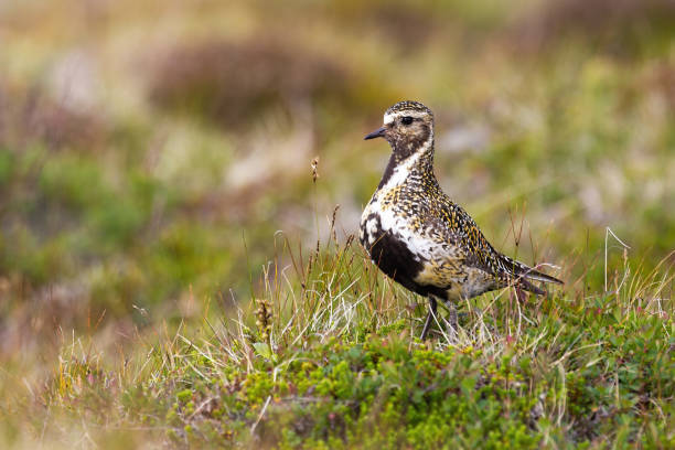 istock European golden plover standing on meadow with copy space 1316057755