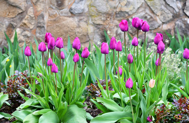 tulipes fleuries violettes devant un mur de jardin - formal garden wall ornamental garden walled garden photos et images de collection