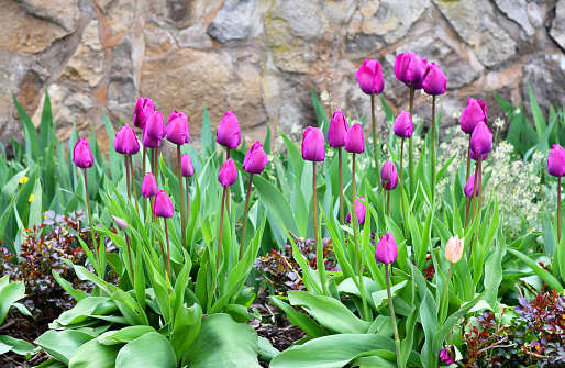 flowering tulips in the garden