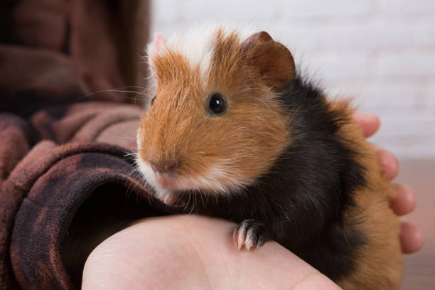 istock A beautiful multicolor guinea pig is sitting on children's hands 1316057886
