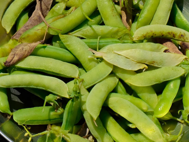 frijol bajo - bean pod fotografías e imágenes de stock