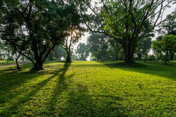 istock Early morning at Sembawang Park, Singapore 1316057969