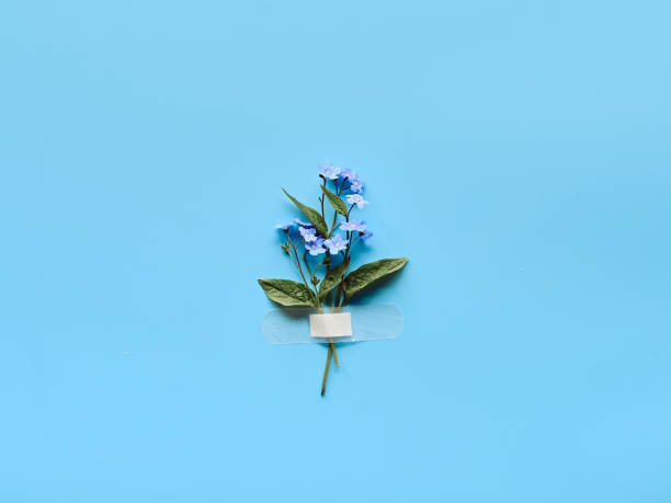 vergeet-me-niet wilde bloemen die met bandhulp aan blauwe muntachtergrond worden bevestigd. eenvoudige compositie. wilde bloemen die aan blauw document met medische hulppleister worden bevestigd - beterschap stockfoto's en -beelden