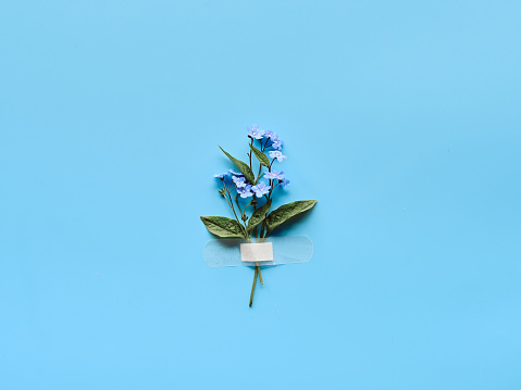 Forget-me-not wild flowers fixed with band aid to blue mint background. Simple composition, natural light. Wild flowers attached to blue paper with medical aid patch.