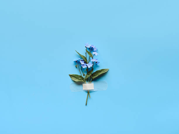 Forget-me-not wild flowers fixed with band aid to blue mint background. Simple composition. Wild flowers attached to blue paper with medical aid patch Forget-me-not wild flowers fixed with band aid to blue mint background. Simple composition, natural light. Wild flowers attached to blue paper with medical aid patch. forget me not stock pictures, royalty-free photos & images