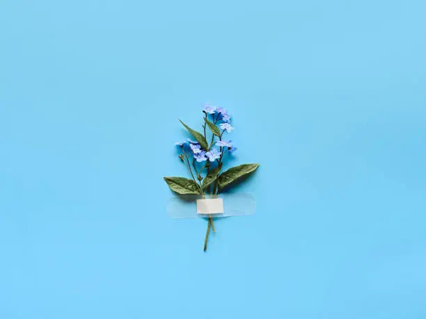 Forget-me-not wild flowers fixed with band aid to blue mint background. Simple composition, natural light. Wild flowers attached to blue paper with medical aid patch.