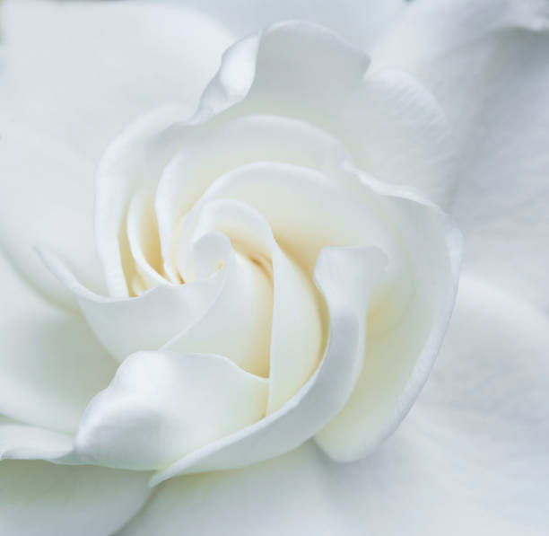 Gardenia Close up stock photo