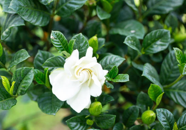 Gardenia bush stock photo